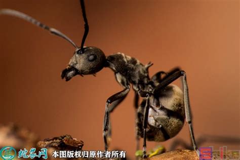 大型红蚂蚁是自然质高清图片下载-正版图片307231576-摄图网