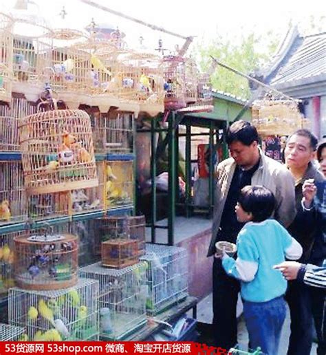 陪伴了杭州人17年的花鸟市场，有黑幕？_宠物