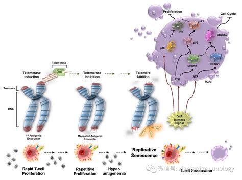 免疫细胞衰老8个机制_RARSIG塞奥思生物科技
