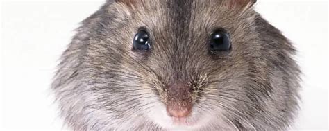 老鼠会游泳吗能游多长时间（这几种老鼠的超能力，你知道吗？） | 说明书网