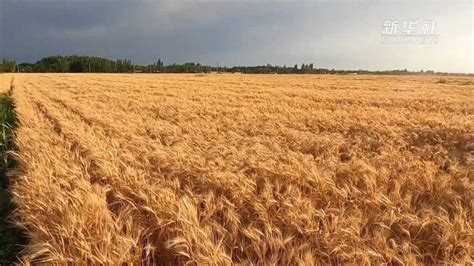新疆夏粮收获已近九成 南疆小麦基本收获完毕 -天山网 - 新疆新闻门户