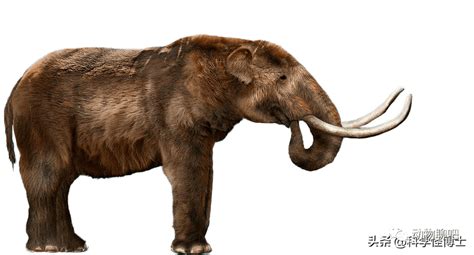你知道大象的起源和进化吗？猛犸象公元前2000年才灭绝-搜狐大视野-搜狐新闻