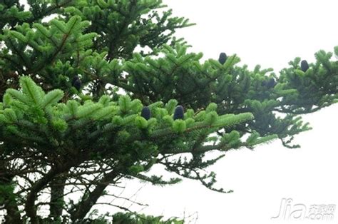松树图片_春季的松树图片大全 - 花卉网