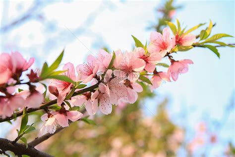 枝头盛开的粉红色桃花摄影jpg图片免费下载_编号1ldhg53gz_图精灵