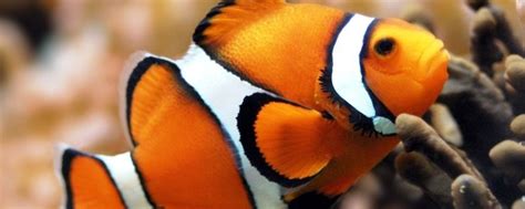 小丑鱼主要分类及图片外形习性【详解】_鱼之谈_鱼花网