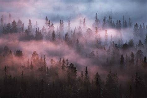 秋天雾气迷漫的迷雾森林,森林植被,自然风景,摄影素材,汇图网www.huitu.com