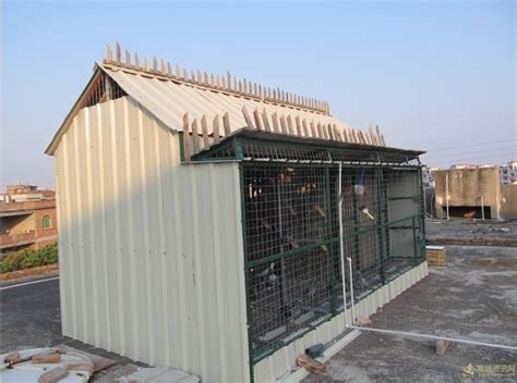 我的鸽棚和我的鸟--中国信鸽信息网相册