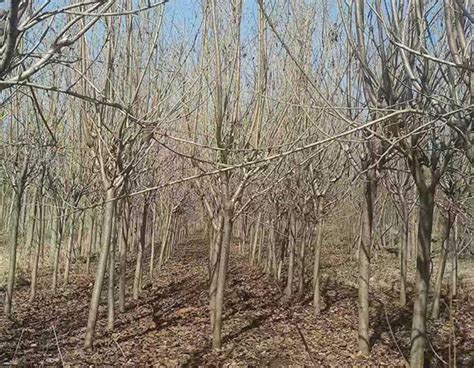 12月绿化苗木养护工作重点-种植技术-中国花木网