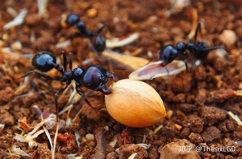 十大热门经典的宠物蚂蚁：日本弓背蚁最受欢迎_巴拉排行榜