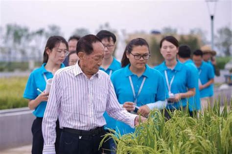 银发网-袁隆平团队在迪拜成功试种“沙漠海水稻”