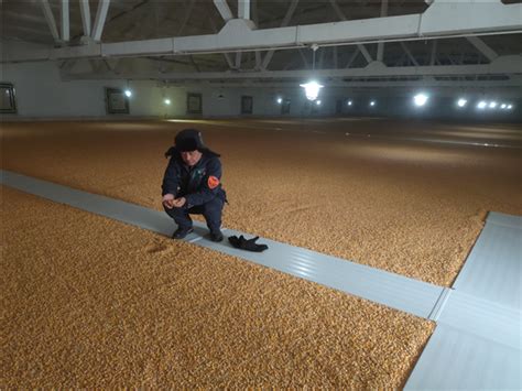 中储粮浪费万吨小麦：粮食太多，去库存艰难——人民政协网
