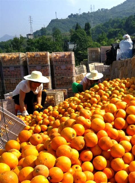 【美丽中国长江行】奉节做“精”脐橙产业 绿色生态出效益_中国网
