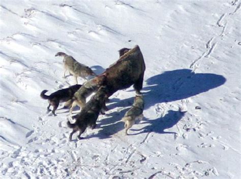 小伙救下一头狼，狼用一生守护他，一秒舍不得快进《狼伴归途》_腾讯视频