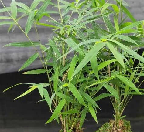 湖南的竹子主要是什么品种？ - 惠农网