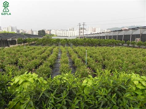 苗木产业引领致富路_滁州市人民政府
