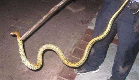 赤链蛇，一种红黑条纹的常见蛇虽然属于无毒蛇类但它也有毒！_中毒