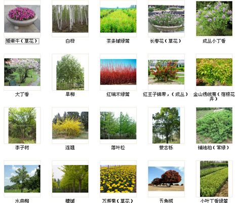 园林常用灌木,园林常用地被植物,52种常见灌木图片名称_大山谷图库