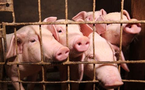 猪的生活习性及行为特点，喜群居爱干净 - 农敢网