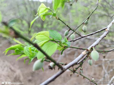 李子树生长周期多长?-种植技术-中国花木网