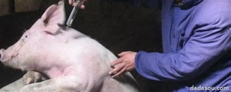 猪的人工授精技术，以及怀孕母猪的饲养管理，值得收藏 - AI牛丝