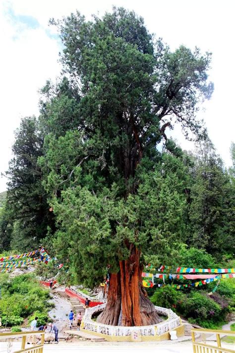 林芝有棵柏树王，距今已有3200多年树龄，被誉为“中国柏树之最”-搜狐大视野-搜狐新闻