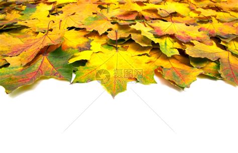 秋天的绿叶在白色上被孤立高清图片下载-正版图片303947503-摄图网
