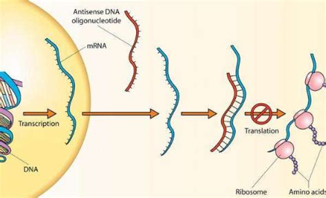 一种长单链DNA的制备方法与流程