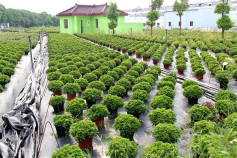苗木移栽起苗技术和注意事项-种植技术-中国花木网