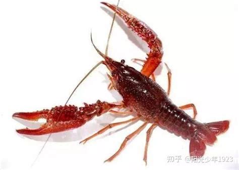经常吃小龙虾对身体有害,经常吃野生小龙虾会对身体有哪些坏处 - 品尚生活网