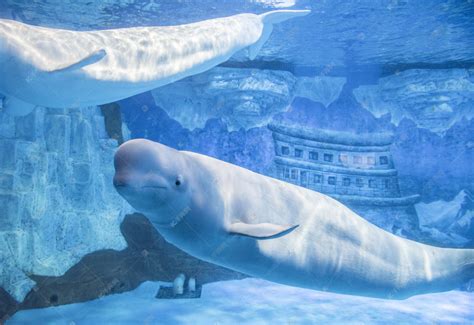 鲸鲨，温柔的大嘴巴-青岛水族馆官方网站