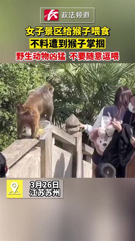 女子景区给猴子喂食，不料遭到猴子掌掴-直播吧