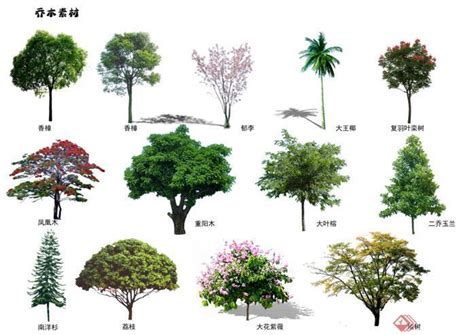 三种树木名片摆放方式 供市民挑选参考（图）-中国园林网