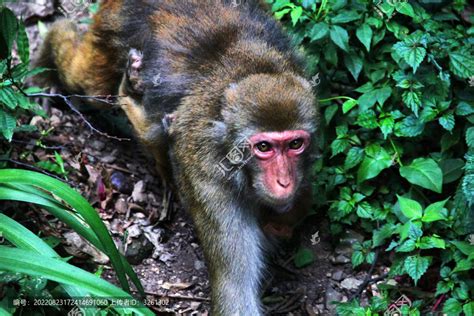 黔灵山上的野猴子,国内旅游景点,旅游景点,摄影素材,汇图网www.huitu.com