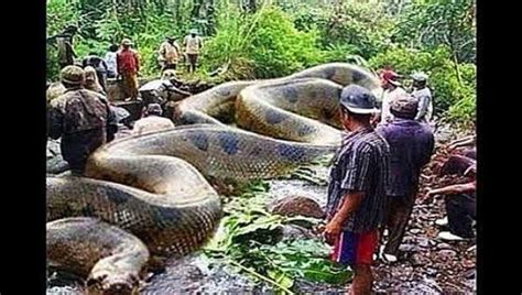 世界上最大的蟒蛇，长14.85米重894斤，可活吞一成年男子_腾讯视频