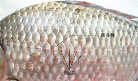 粤科网-中科院南海所科研团队揭示海洋鱼类的恒温演化与环境适应机制