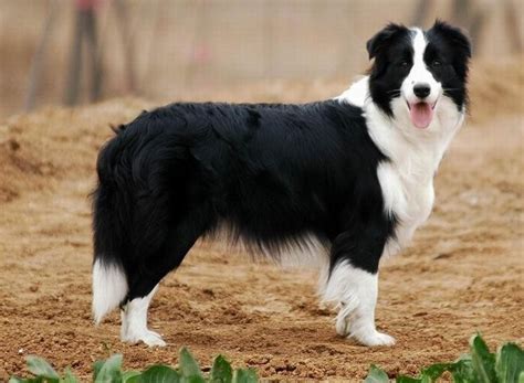 比利时牧羊犬什么样子（比利时牧羊犬的特点和性格） - 胖萌舍宠物网