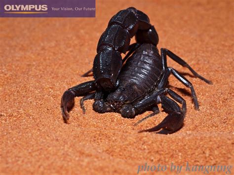 好看的蝎子的图片大全,蝎子头像图片霸气,蝎子王图片(第14页)_大山谷图库