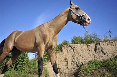 这匹马是世界上最贵的马，全球仅1250匹，堪比大熊猫|大宛|汗血马|汗血宝马_新浪新闻