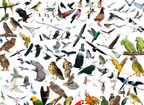 鸟的成语有哪些成语 - 业百科
