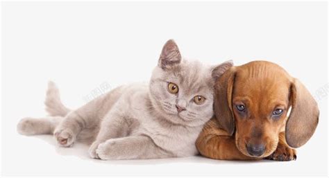 猫和狗睡在一起小猫和小狗在打盹图片下载 - 觅知网