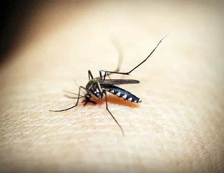 别争了！这种血型更“招蚊子”！一文解释，为什么蚊子偏偏“喜欢”你