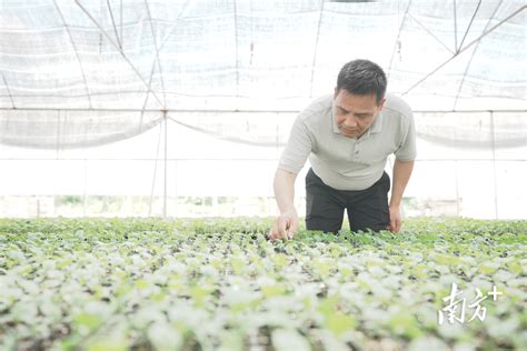 解题“谁来种地”，惠州探索建立农业生产托管服务体系_南方plus_南方+