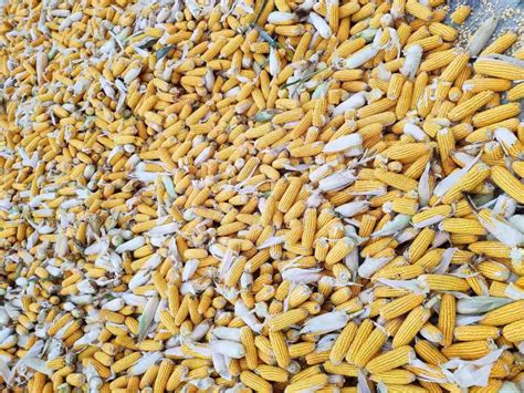 2021年玉米价格多少钱一斤?玉米种植成本利润分析__财经头条