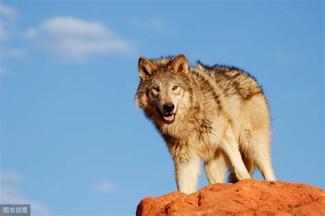 狼的词语四字词语 - 业百科