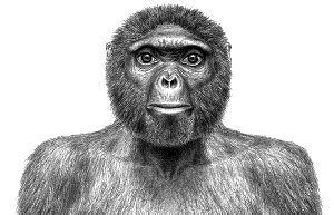 新京报:始祖地猿再探人类起源----中国科学院古脊椎动物与古人类研究所