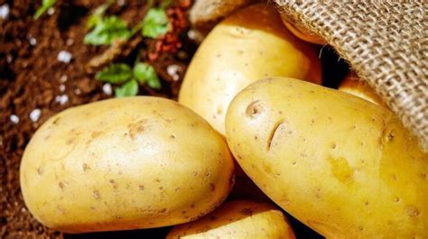 土豆的功效与作用及禁忌_土豆的营养价值及功效-美食百科-经验本