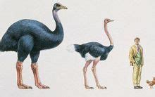 为什么说鸟类起源于恐龙始祖鸟是最早的鸟吗_腾讯视频