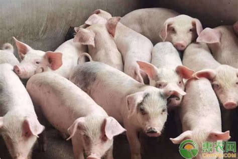 今日猪肉价格多少钱一斤？2020年7月28日全国生猪价格最新行情 - 惠农网