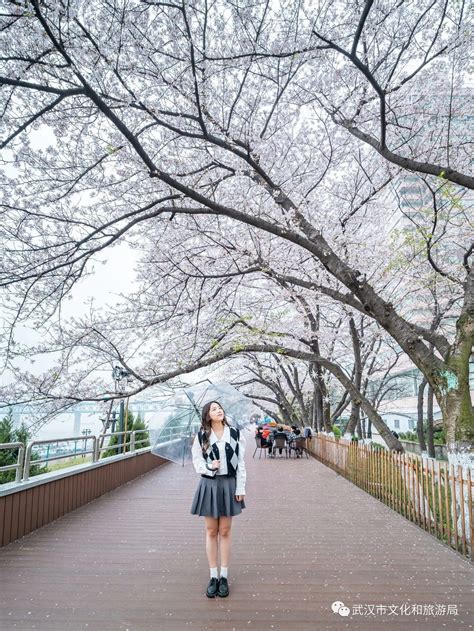 武汉晴川假日酒店的樱花，终于开了！