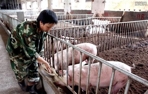 黑猪肉多少钱一斤（全国生猪价格涨跌表） - 上海资讯网